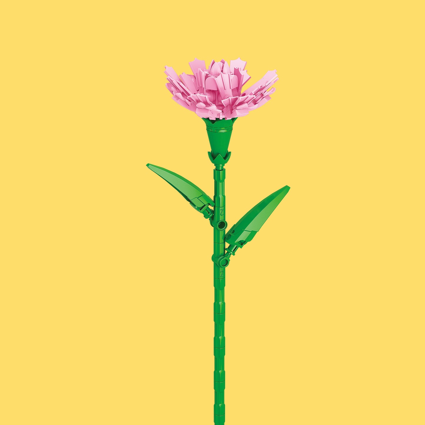 Carnation