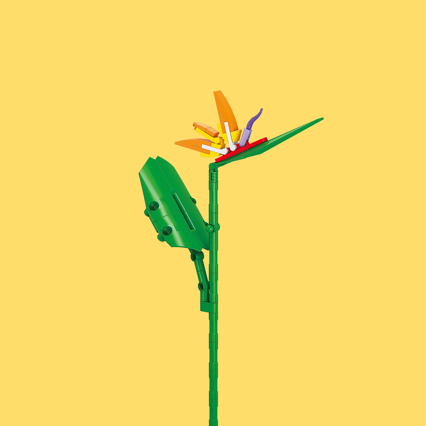 Bird of Paradise