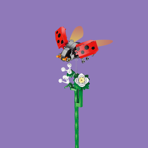 Ladybug