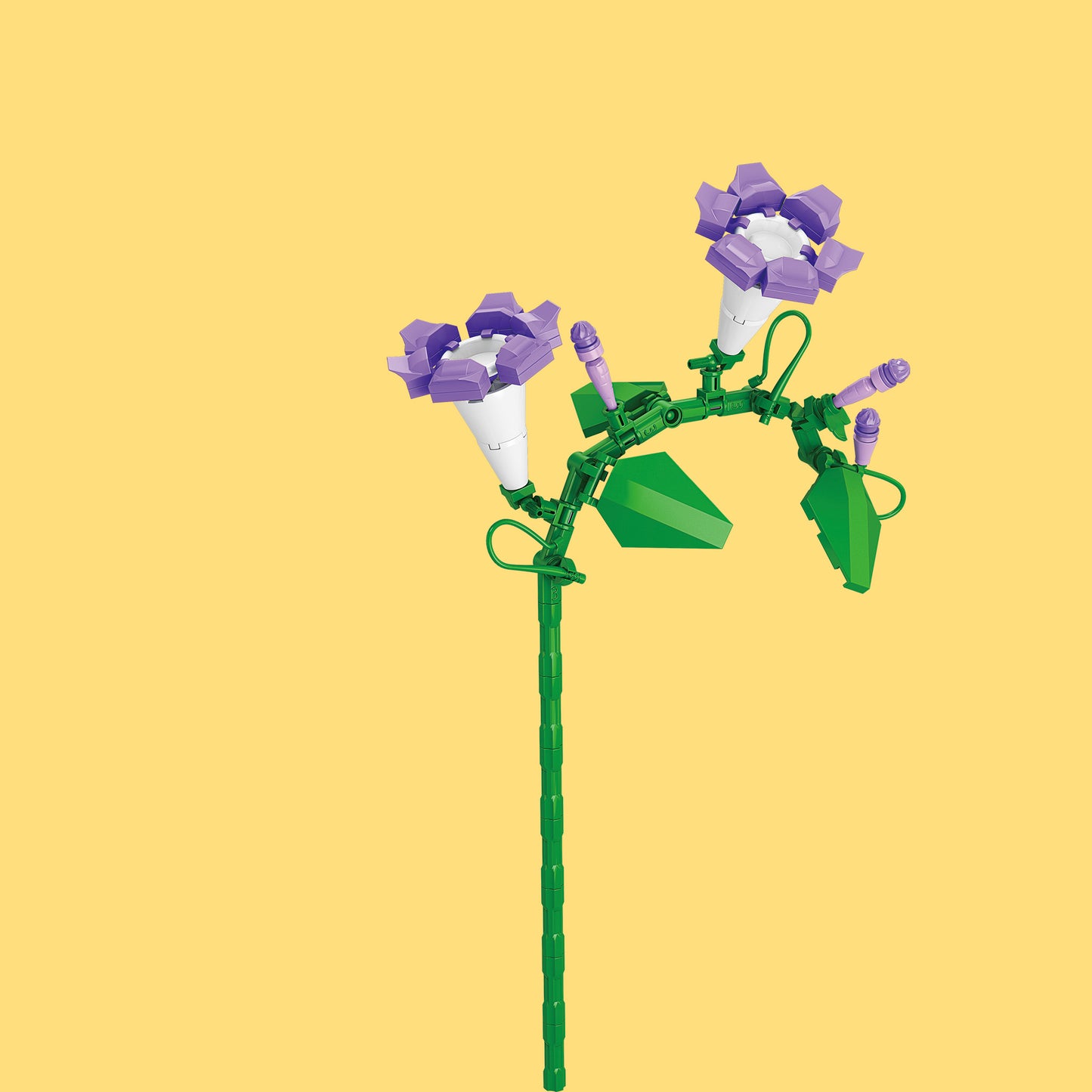 Morning Glory