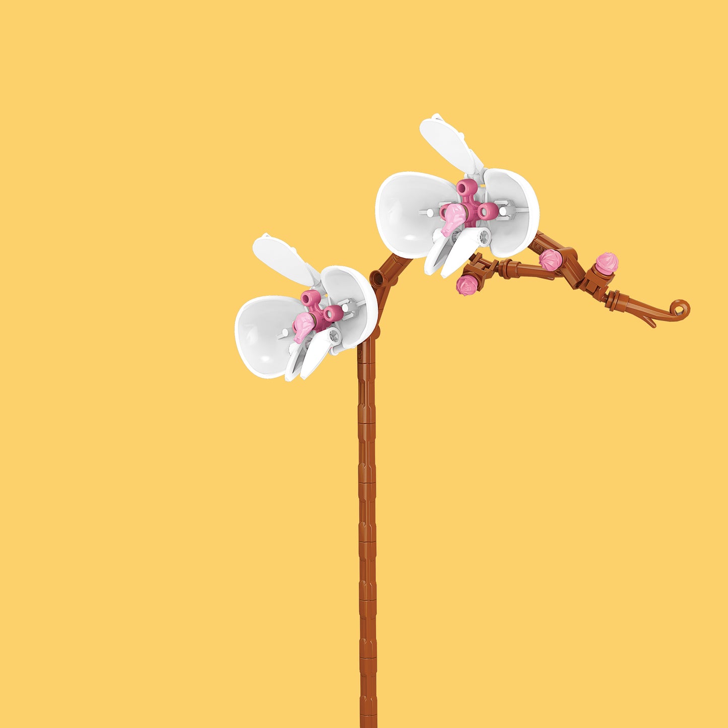 Orchid