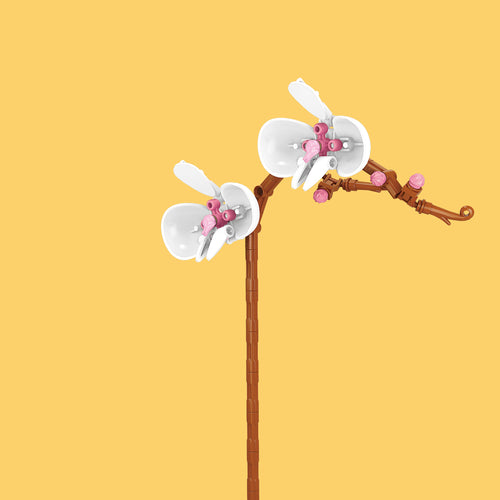Orchid