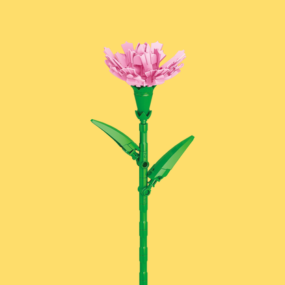 Carnation