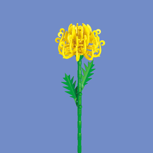 Chrysanthemum
