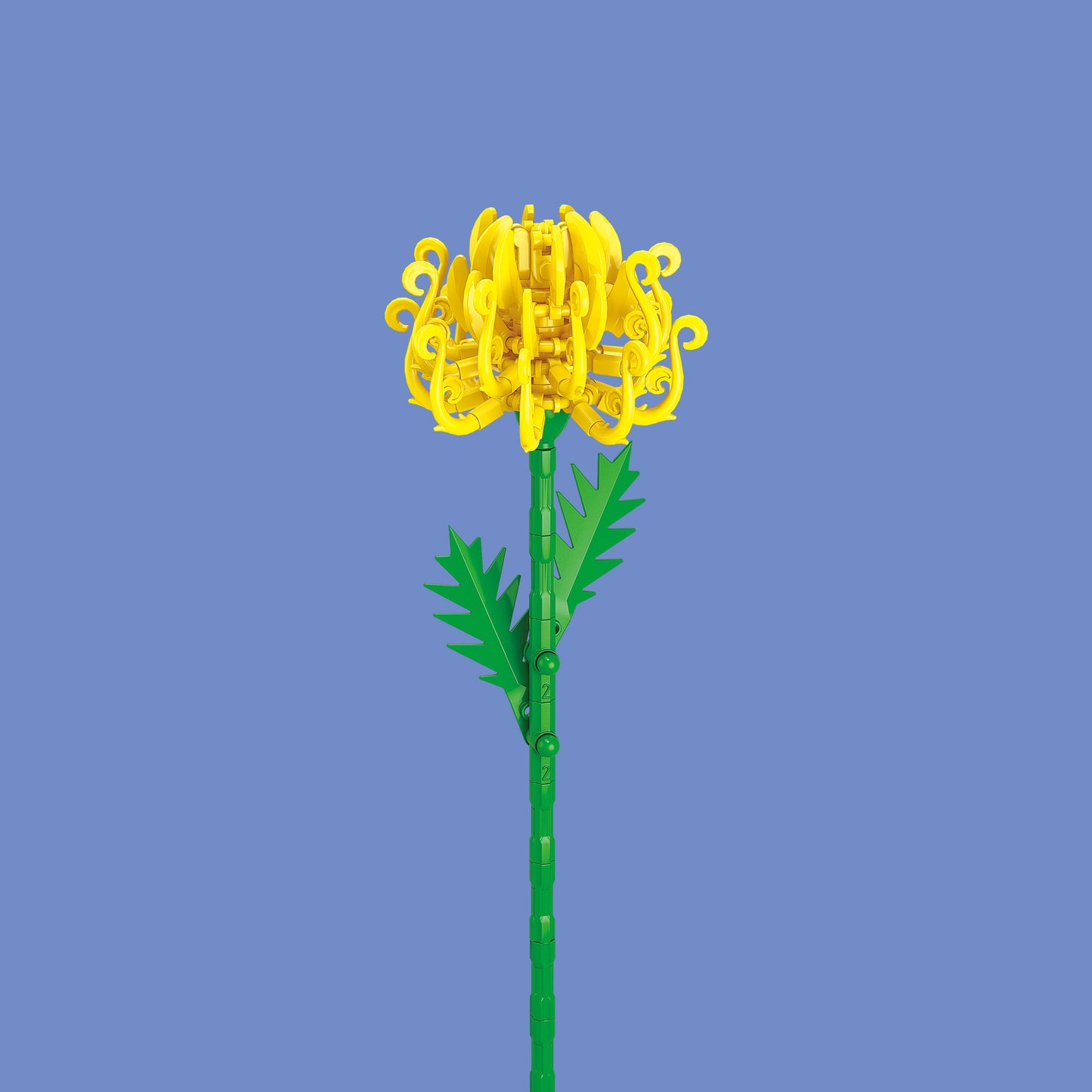 Chrysanthemum